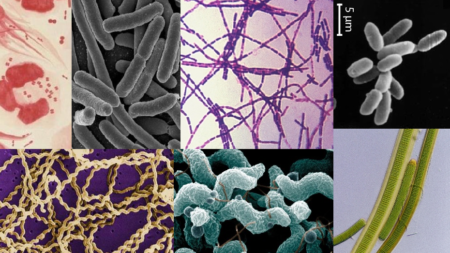 Disinfectant Devices